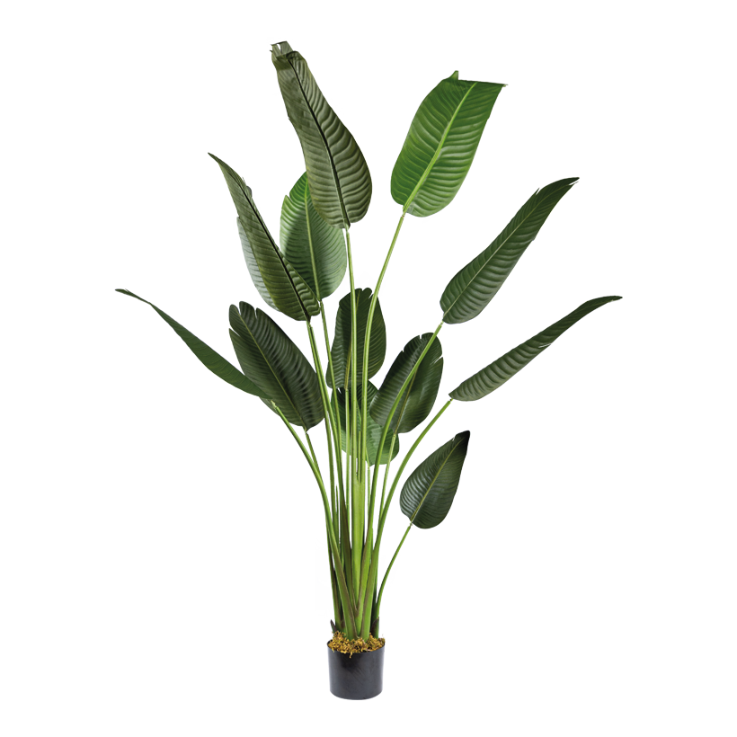 Bananier en pot, 180cm Topf: Ø 19cm 13 feuilles, en plastique