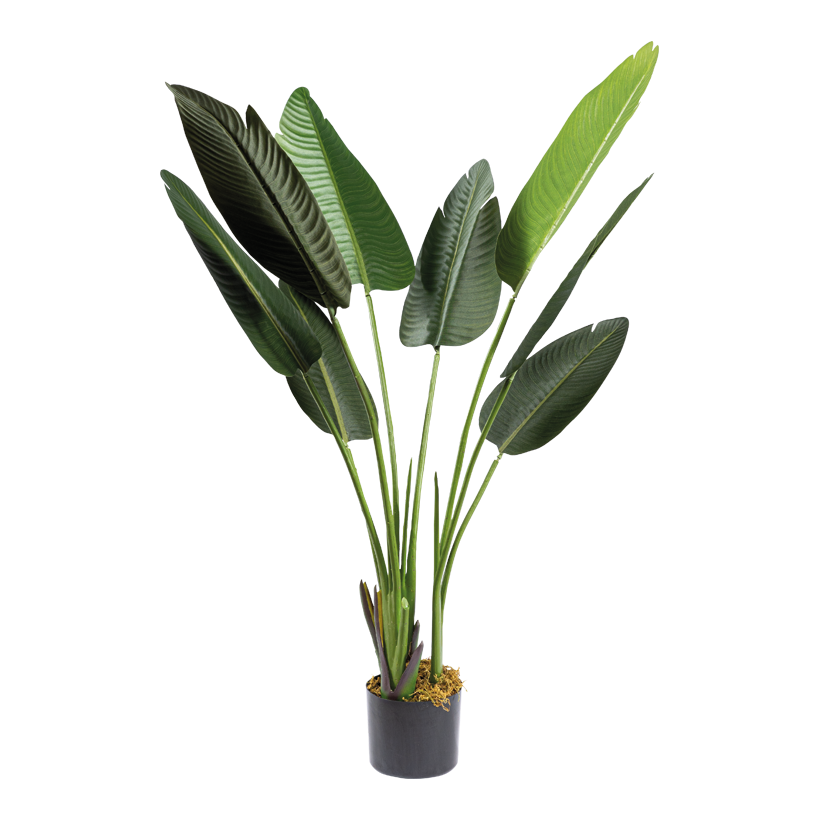 Bananier en pot, 120cm Topf: Ø 12,5cm 8 feuilles, en plastique