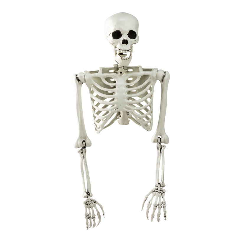 Skelett, Torso, 53x37cm ausgefaltet: 82cm aus Kunststoff, mit Hänger, bewegliche Arme